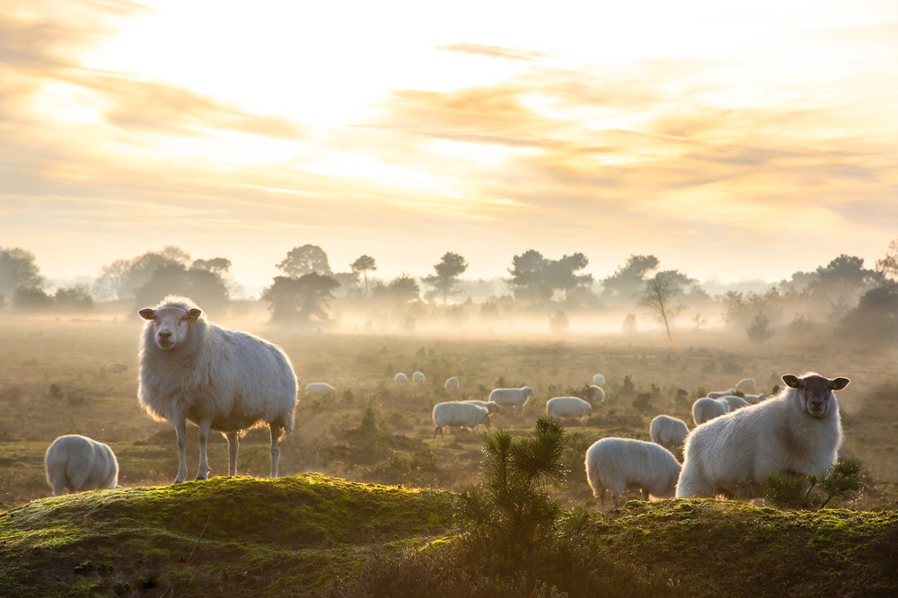 mooi uitzicht van schapen op de hei tijdens wandeling